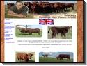 Elevage de vaches salers et vente - Salers breeding